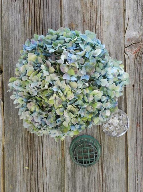 HULK BI-COLOR GREEN/BLUE HYDRANGEA